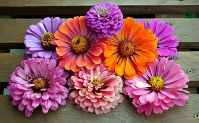 Zinnien gibt es in verschiedenen Arten, jede mit ihren einzigartigen Eigenschaften und Erscheinungsbildern. Hier sind einige der Hauptarten von Zinnien: