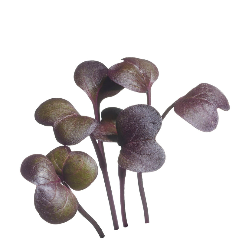 Radijs - Daikon Rood - 5g