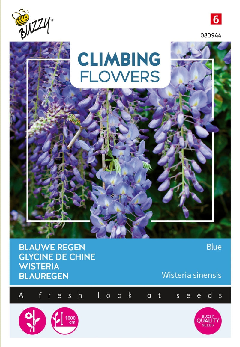 Glicine - Blu - 5 semi