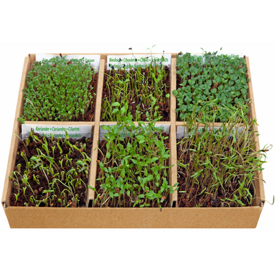 Kit de Inicio - Flores Comestibles - Cultiva y Decora