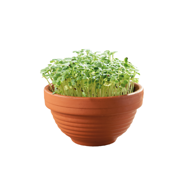 Sow & Grow Kit - Mikro-Garten - Japanische Grünkohl Tatsoi