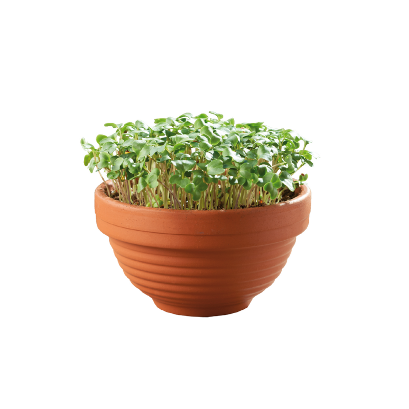 Kit Sow & Grow - Micro Grădină - Kale Creț