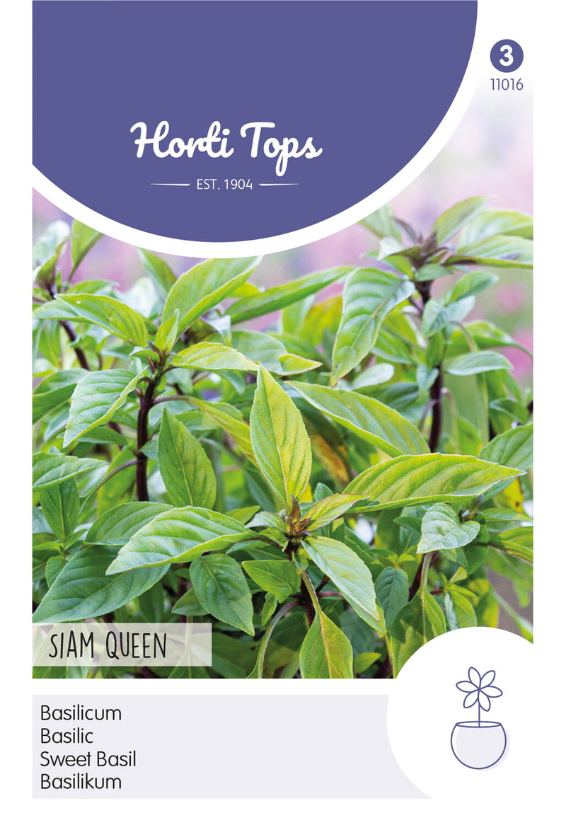 Slatki bosiljak - Siam Queen - 0,2g