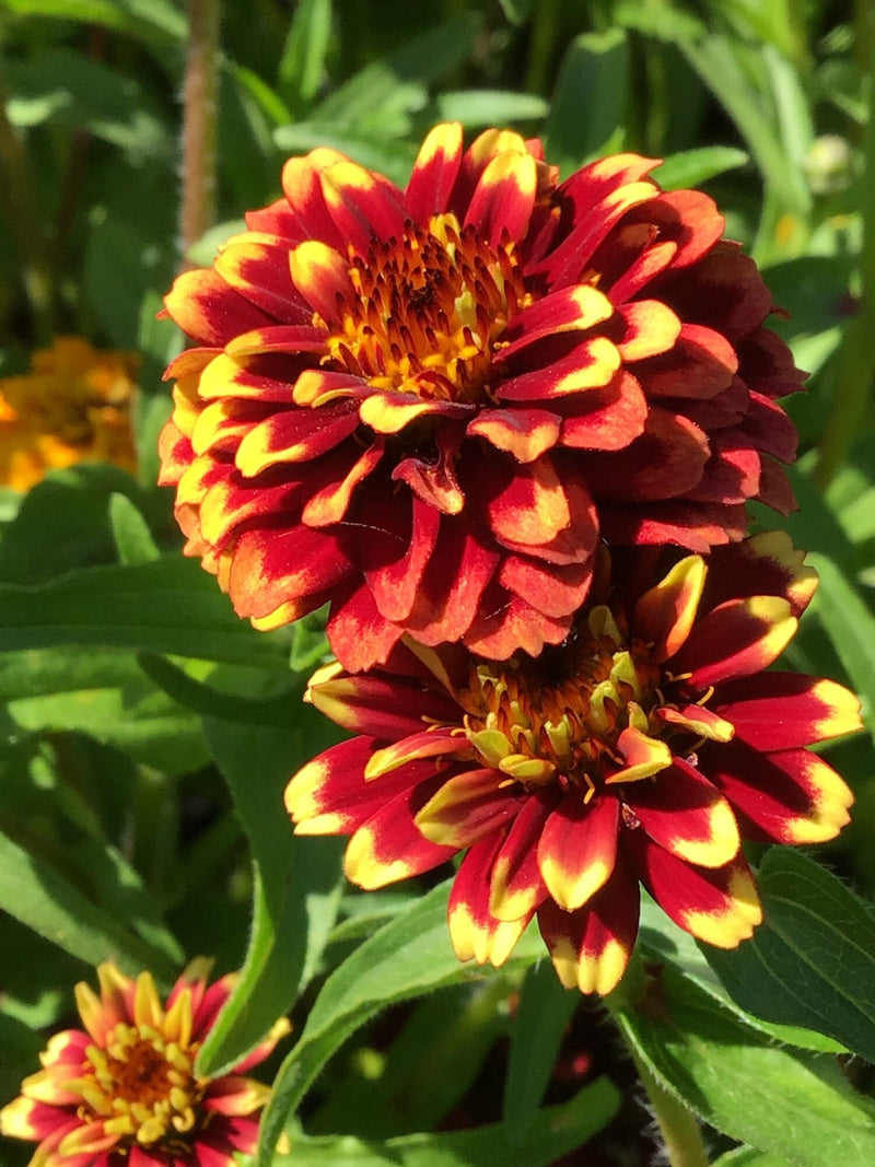 Zinnia - Tappeto Persiano - 0,75g