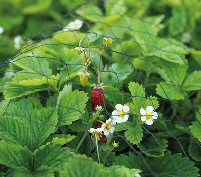 Gartennetz - 3 x 5 m