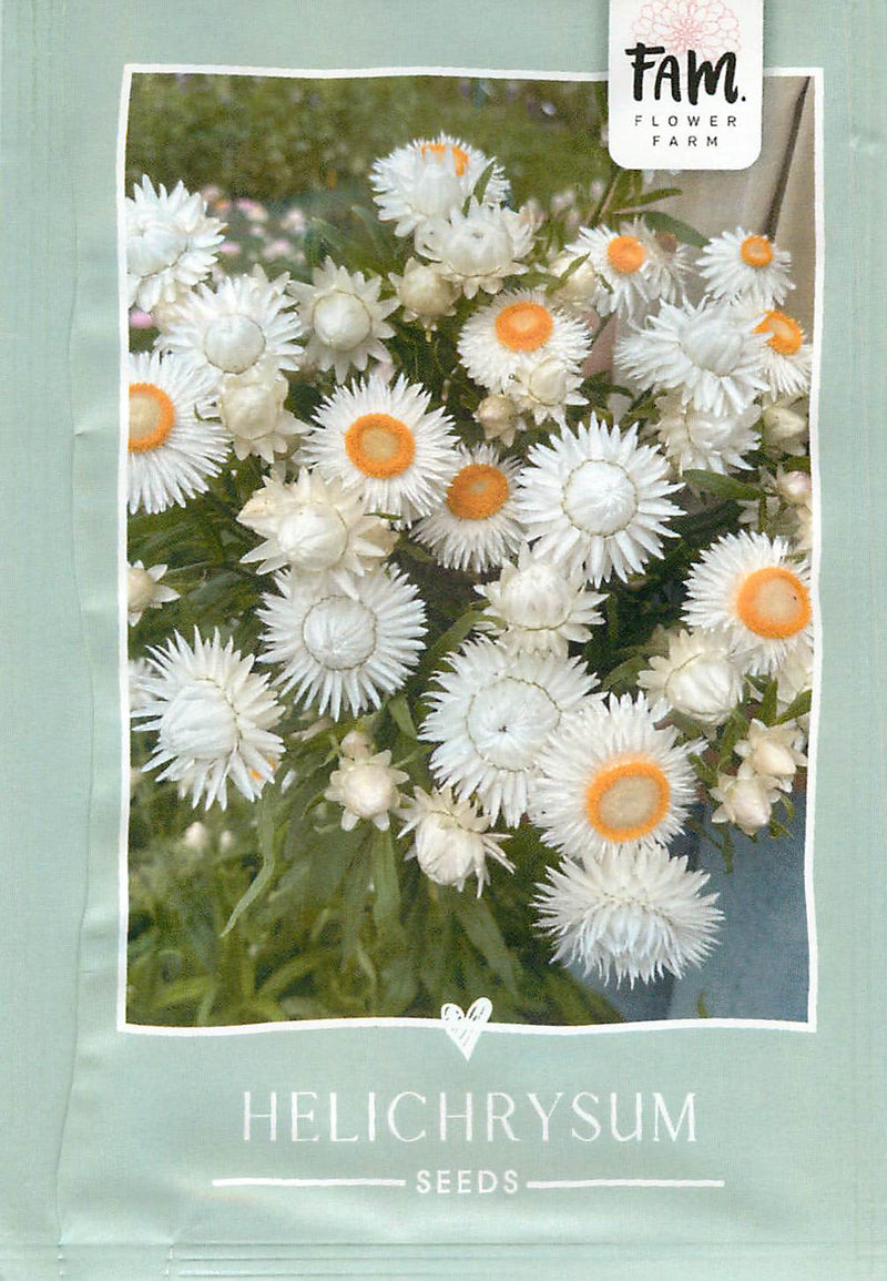 Helichrysum - Alb Argintiu - 250 Semințe