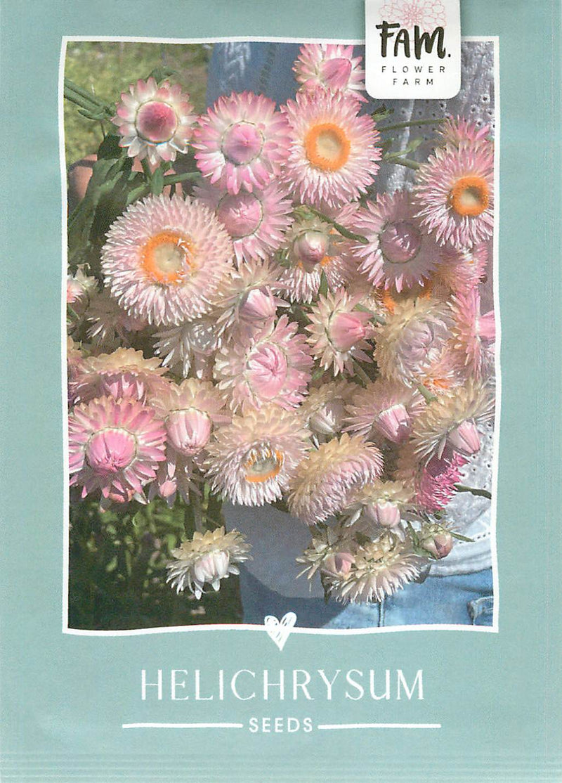 Helichrysum - Silvery Rose - 250 Semințe