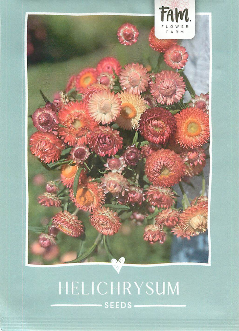 Helichrysum - King Size Salmon - 300 Semi