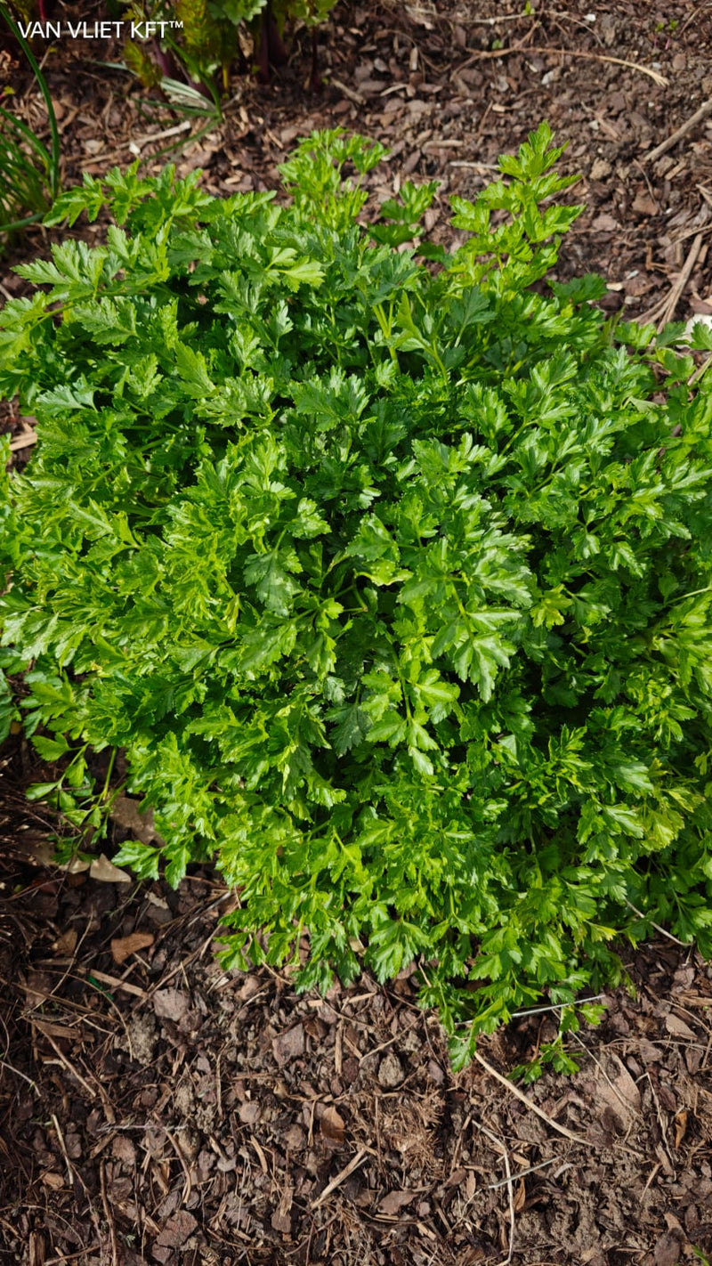 Parsley - Gigante D&