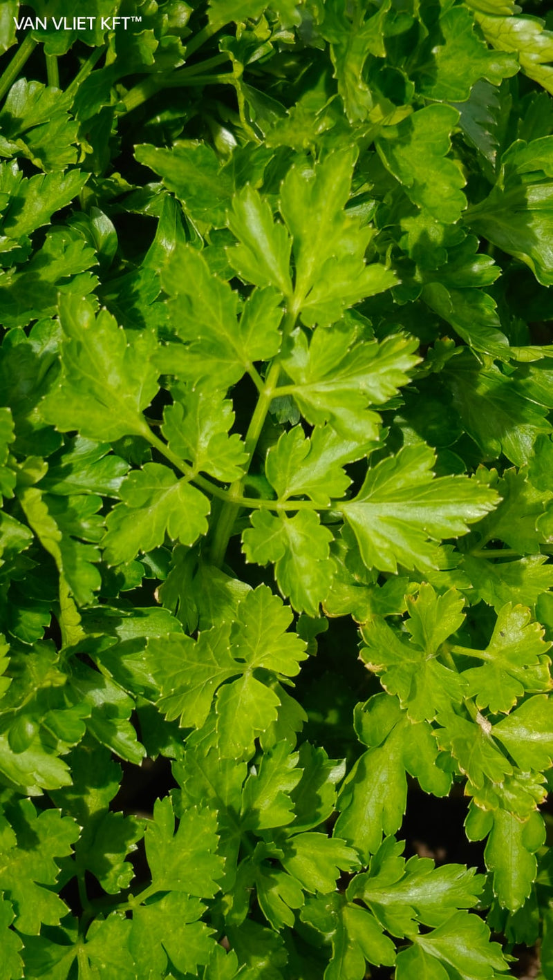 Parsley - Gigante D&