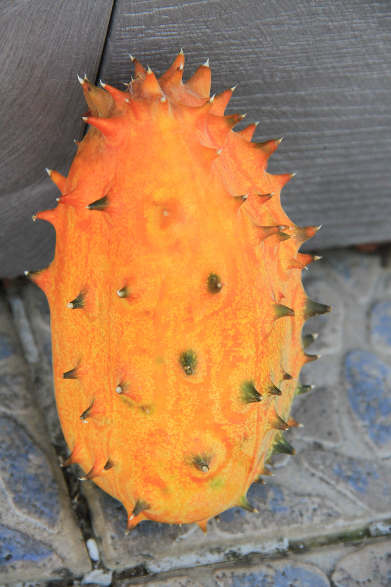 Horned Melon - Kiwano - 10 Seeds