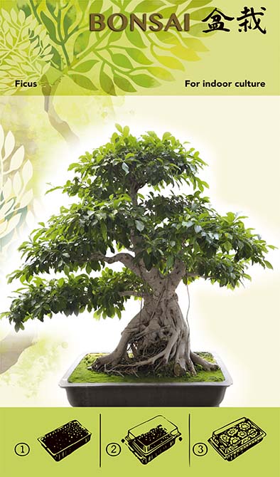 Kit di Coltivazione Bonsai - Ficus I