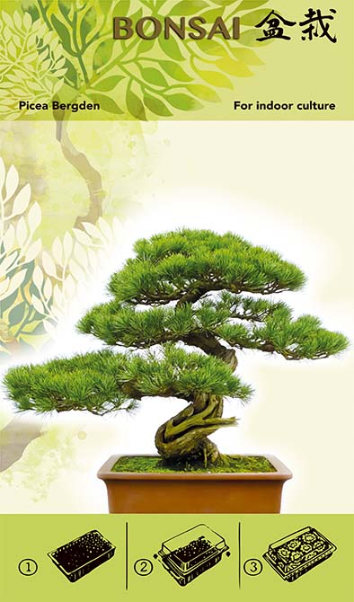 Bonsai Kweekset - Picea Bergden I