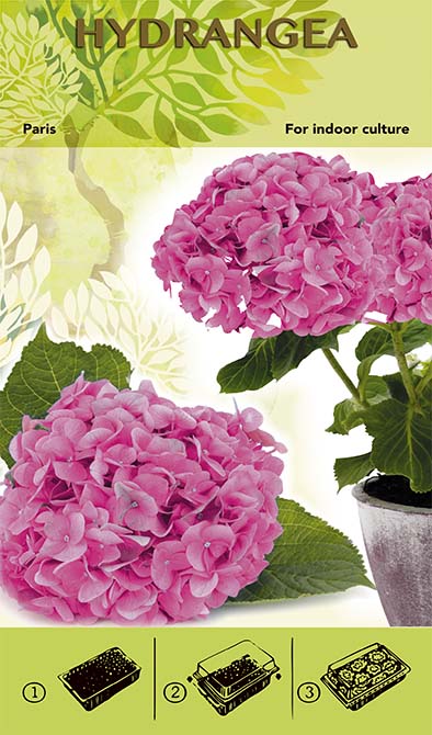 Kit di coltivazione Bonsai - Ortensia &