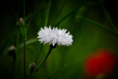 Albăstrea - White Ball - 1g