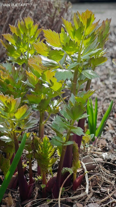 Maggiplant - 1,5 g