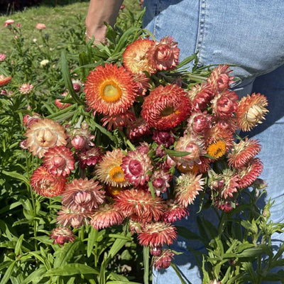 Helichrysum - King Size Salmon - 300 Semi