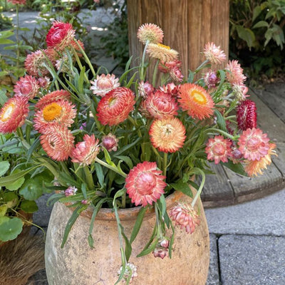 Helichrysum - King Size Salmon - 300 Semi