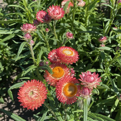 Helichrysum - King Size Salmon - 300 Semi