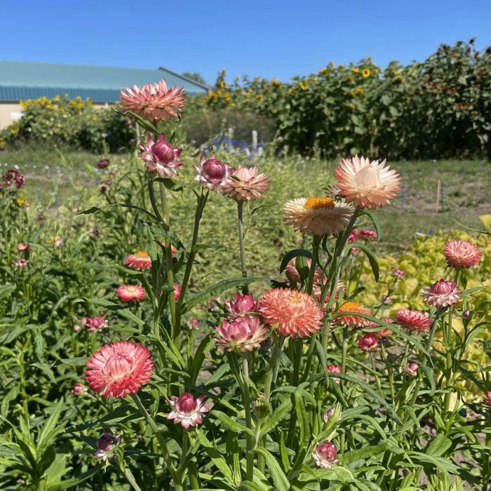 Helichrysum - King Size Salmon - 300 Semi