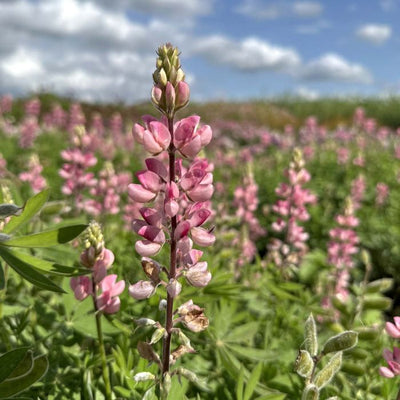 Lupinus - Avalune Pink - 50 Semințe