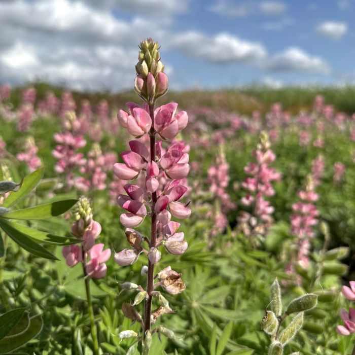 Lupinus - Avalune Pink - 50 Semințe