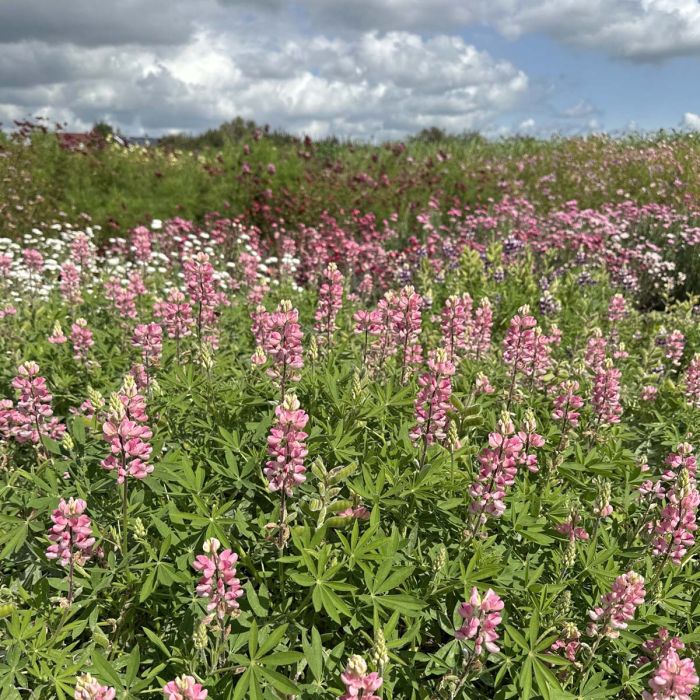 Lupinus - Avalune Pink - 50 Semințe