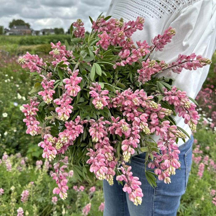 Lupinus - Avalune Pink - 50 Semințe