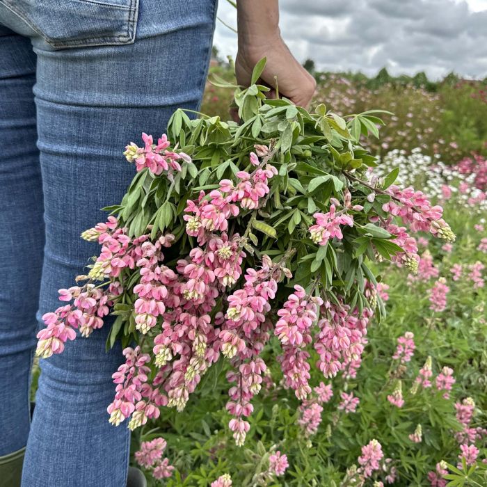 Lupinus - Avalune Pink - 50 Semințe