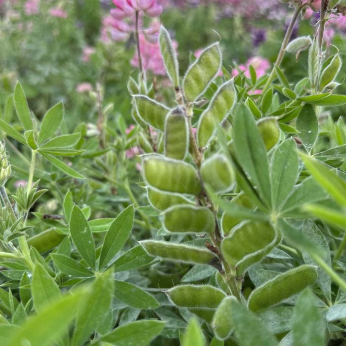 Lupinus - Avalune Pink - 50 Semințe