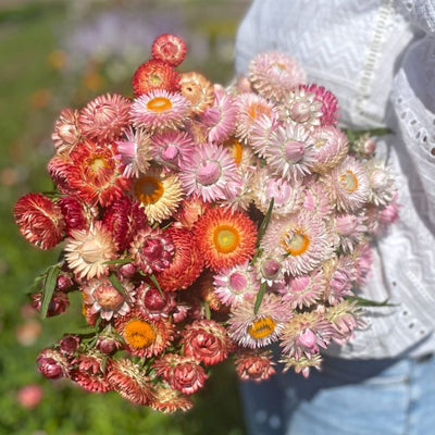 Helichrysum - King Size Salmon - 300 Semi