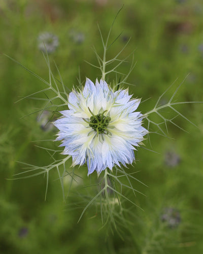 Love-In-The-Mist - Joyaux Persans - 1,5g