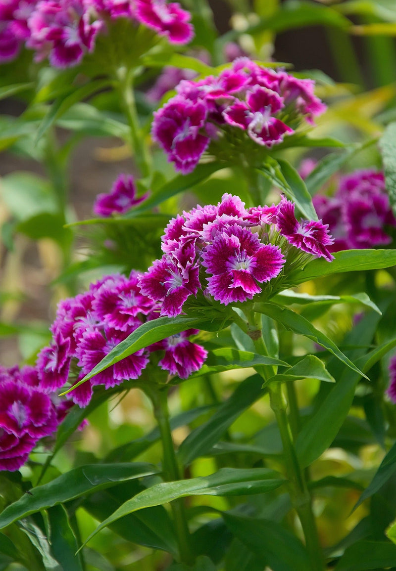 Sweet William - Fleur simple - 1g