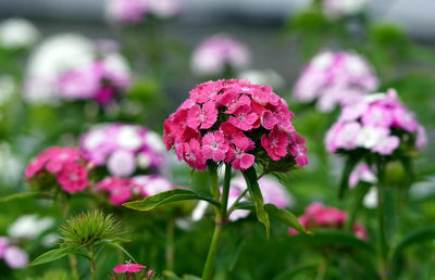 Sweet William - Fleur simple - 1g