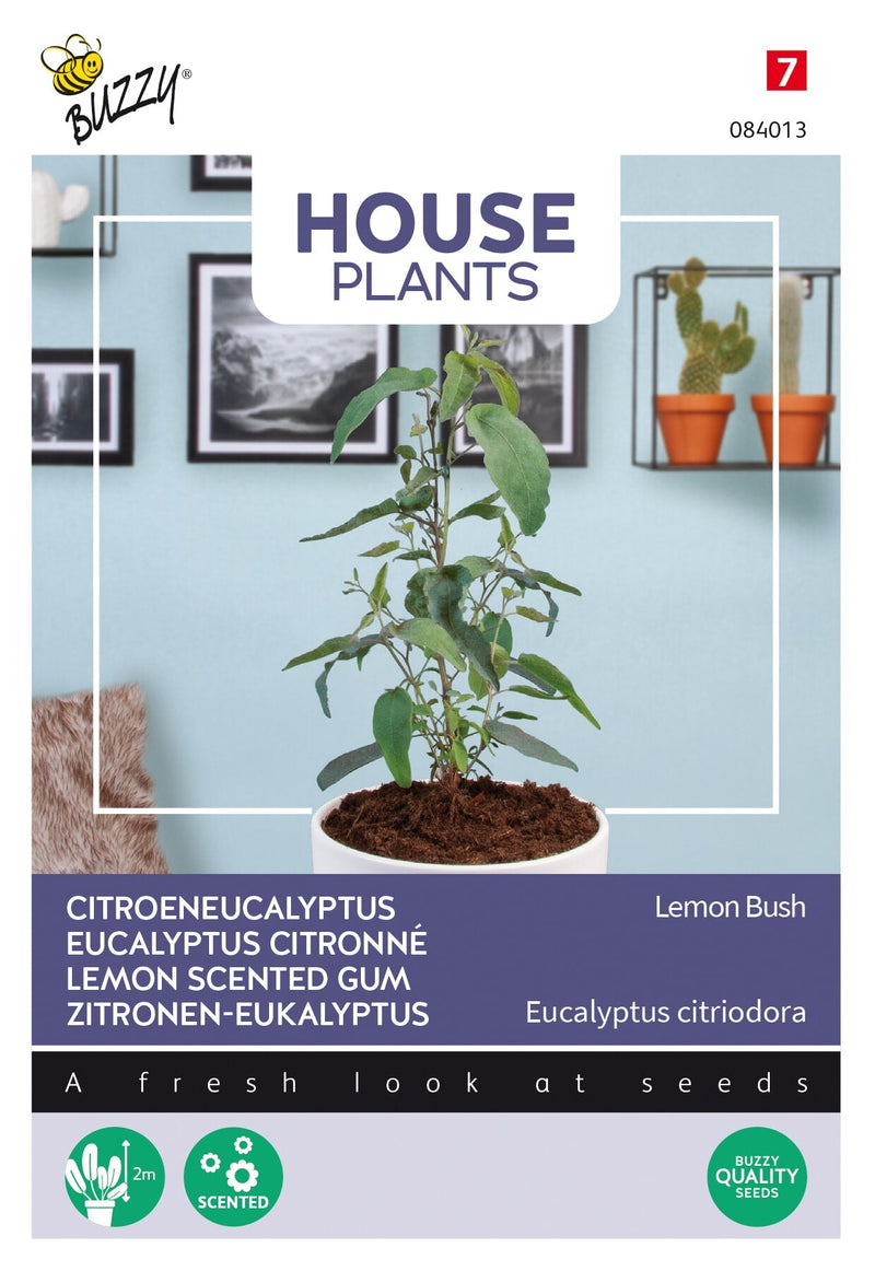 Gomma Profumata al Limone - Lemon Bush - 10 Semi