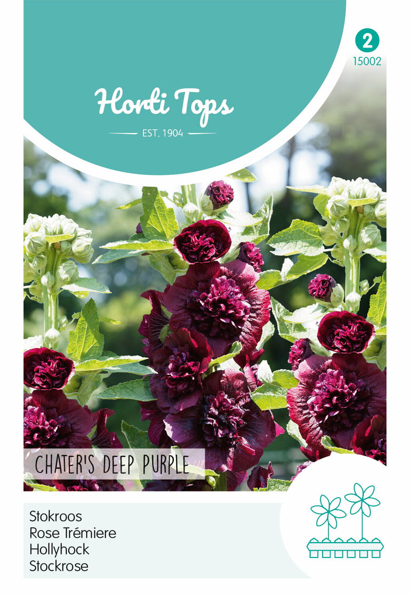 Hibiscus - Chater&